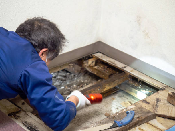 Best Local Mold Removal Service  in Greensburg, KY