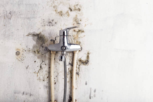 Best Best Mold Removal Companies  in Greensburg, KY