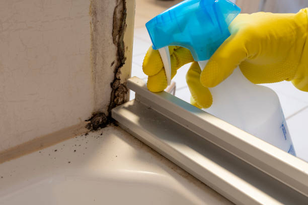 Best Black Mold Removal  in Greensburg, KY